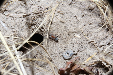 ant