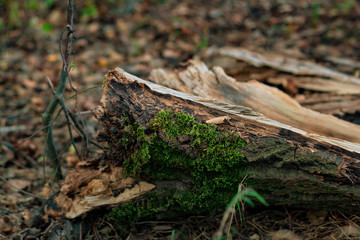 Holz im Wald mit bunten Blättern und Moos