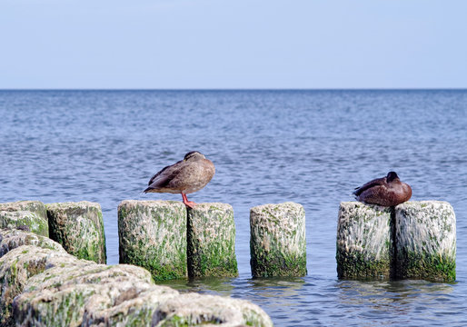 kaczki siedzące na falochronie nad morzem
