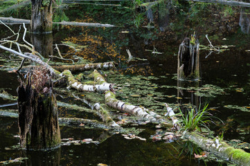 The surface of an abandoned pond with floating branches, autumn leaves and sticking out stumps.