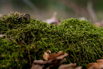 Moos mit bunten Blättern im Wald