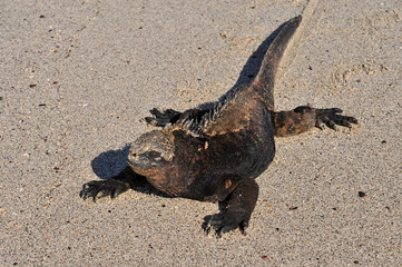 marine iguana
