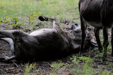 Mini Donkey rolling in mud pit on rainy day at the farm.