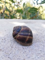 dav