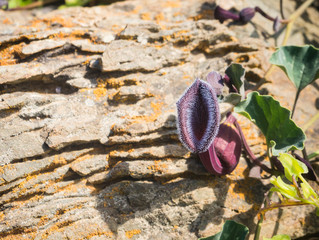 Flowering desert (desierto florido in Spanish). It rarely rains in Atacama desert but it does a carpet made of millions of flowers covers the otherwise dry ground