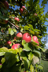 Apfel-bio-Natur-Baum