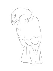 eagle sits, lines, vector