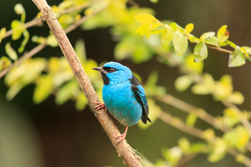 Blue Dacnis