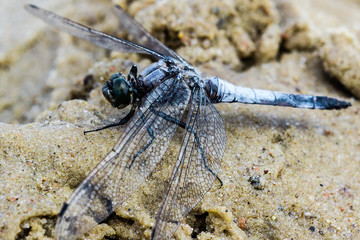dragonfly