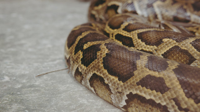 python snake close-up. Pyton in the Zoo