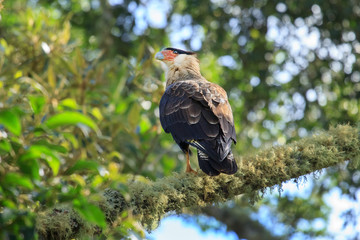 Southern Caracara