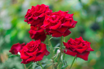 Red roses on the green background