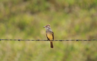 Swainson's Flycatcher