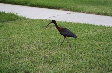Glossy Ibis, bird, black, dark brown, nature, wildlife, 