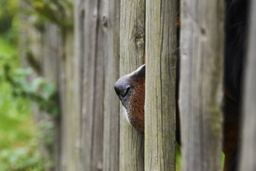 Guard dog looking through a wooden fence. Selective focus.