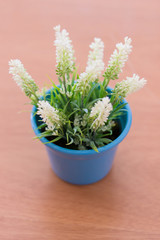 plantas e flores