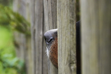 Guard dog looking through a wooden fence. Selective focus.