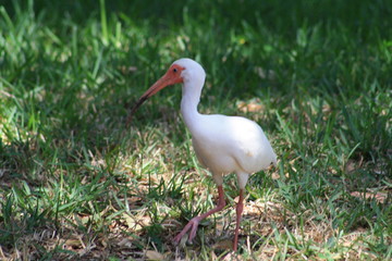 Naklejka premium White Ibis, bird, white, nature, wildlife
