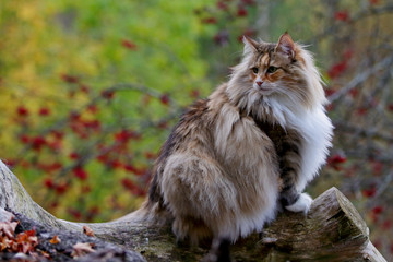 Naklejka na ściany i meble Norwegian forest cat female sitting on a log