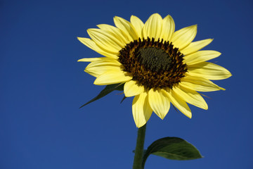 Blooming yellow sunflower flower in the clear blue sunny sky