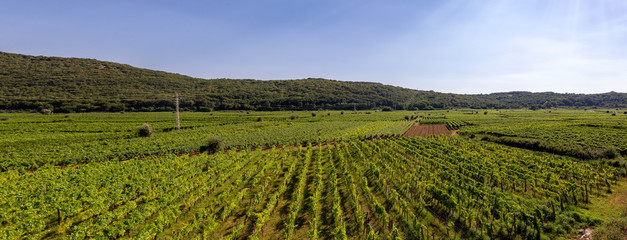Vineyards on the island of Krk