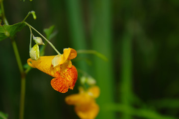 Beautiful Orange Touch-Me-Not Jewelweed Flower in Front Of Soft Green Forest Background
