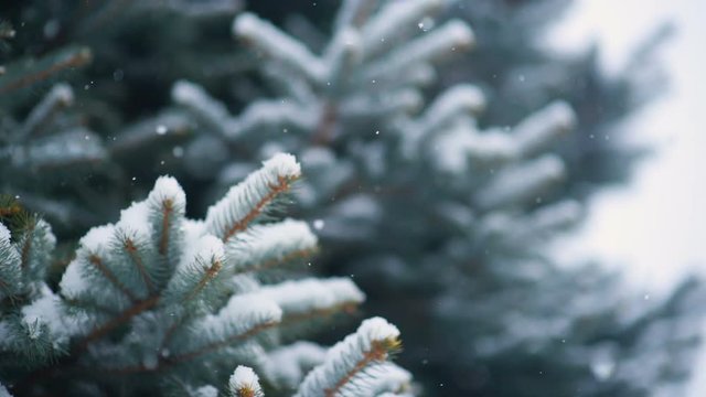 snow falls slowly against the background of a Christmas tree or pine. New Year, Christmas, Winter.