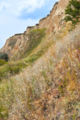 wildflowers on high coast by the sea, beautiful coastal landscape, travel concept