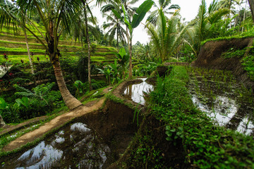 Green rice terraces in Bali island, Indonesia.