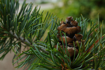 Close Up of a Brown Pine Cone in a Green Tree