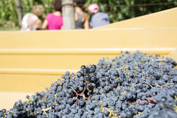 Vendemmia, Settembre, Italia