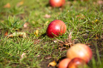 Apple harvest autumn red fresh fruits eco bio natural green grass