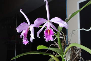 cattleya orchid pink on a dark background © sergeylapin