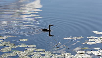 Great crested grepe swimming on blue lake 