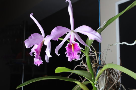 cattleya orchid pink on a dark background