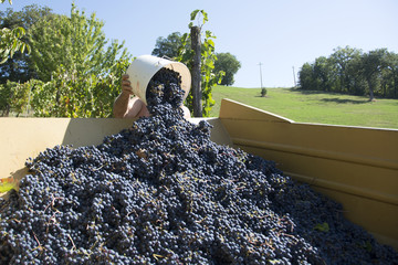 Vendemmia, Settembre, Italia