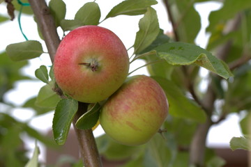 large ripe apples clusters hanging heap on a tree branch in an intense apple orchard