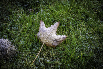 Fall