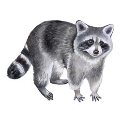 Raccoon isolated on white background. Watercolor. Illustration. Template. Hand drawing. Clipart. Close-up.