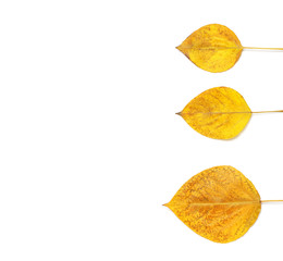 Naklejka premium Autumn leaves isolated on white background. Autumn leaves background. Autumn composition. Frame made of autumn leaves on white
