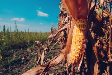 Corn on the cob in field