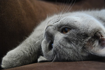 Cat © Asuri Solutions