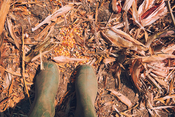 Farmer standing directly above corn cob on ground after harvest