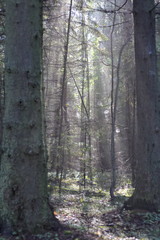 spider webs on branches in the forest in the morning in a fog
