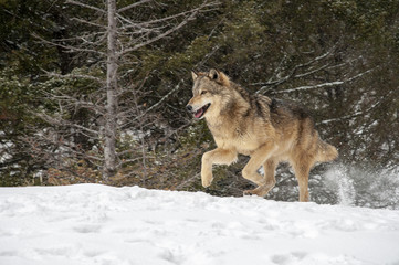 Wolf Running in Winter Forest