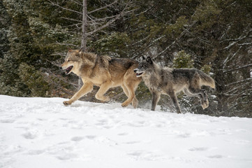 Fototapeta na wymiar Two Wolves in Winter Forest