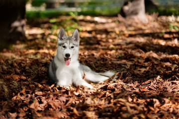 Naklejka na ściany i meble A Siberian husky is lying down at dried leaves at a city park and looking forward. A grey & white male husky dog has brown eyes. An autumn seasonal photography with a lot of dry leaves around. 