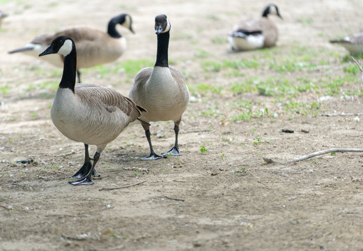 geese