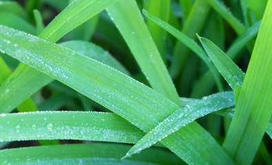 Green grass in the dew early in the morning.
