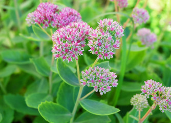 Decorative plant Sedum, blossoming in a flowerbed in the early autumn.